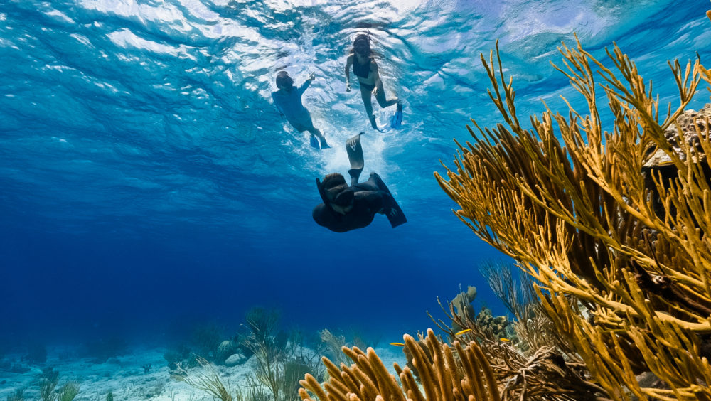 Explora las profundidades de las Bahamas con Ocean Guardian Experience en Rosewood Baha Mar